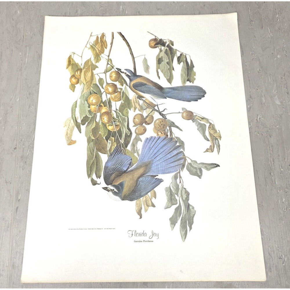 John James Audubon Florida Jay Bird Art Print National Gallery 14x18 Vintage